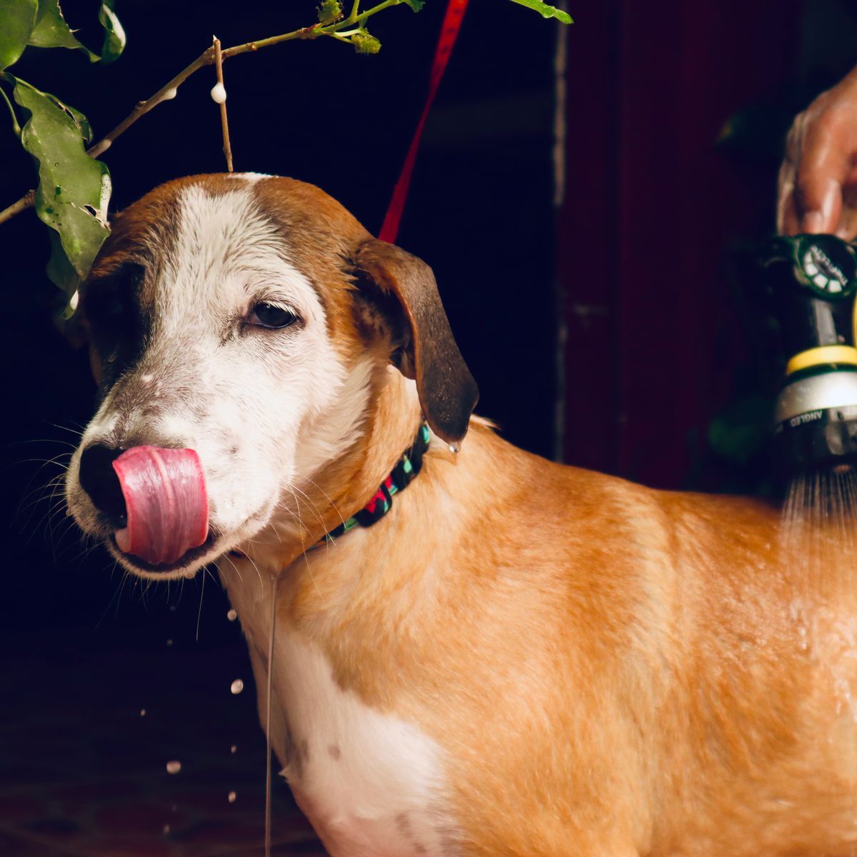 Chien lavé délicatement avec une douchette