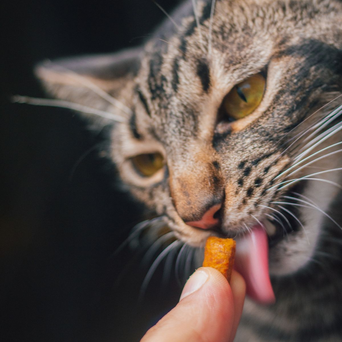 Chat tigré léchant une friandise présentée à la main