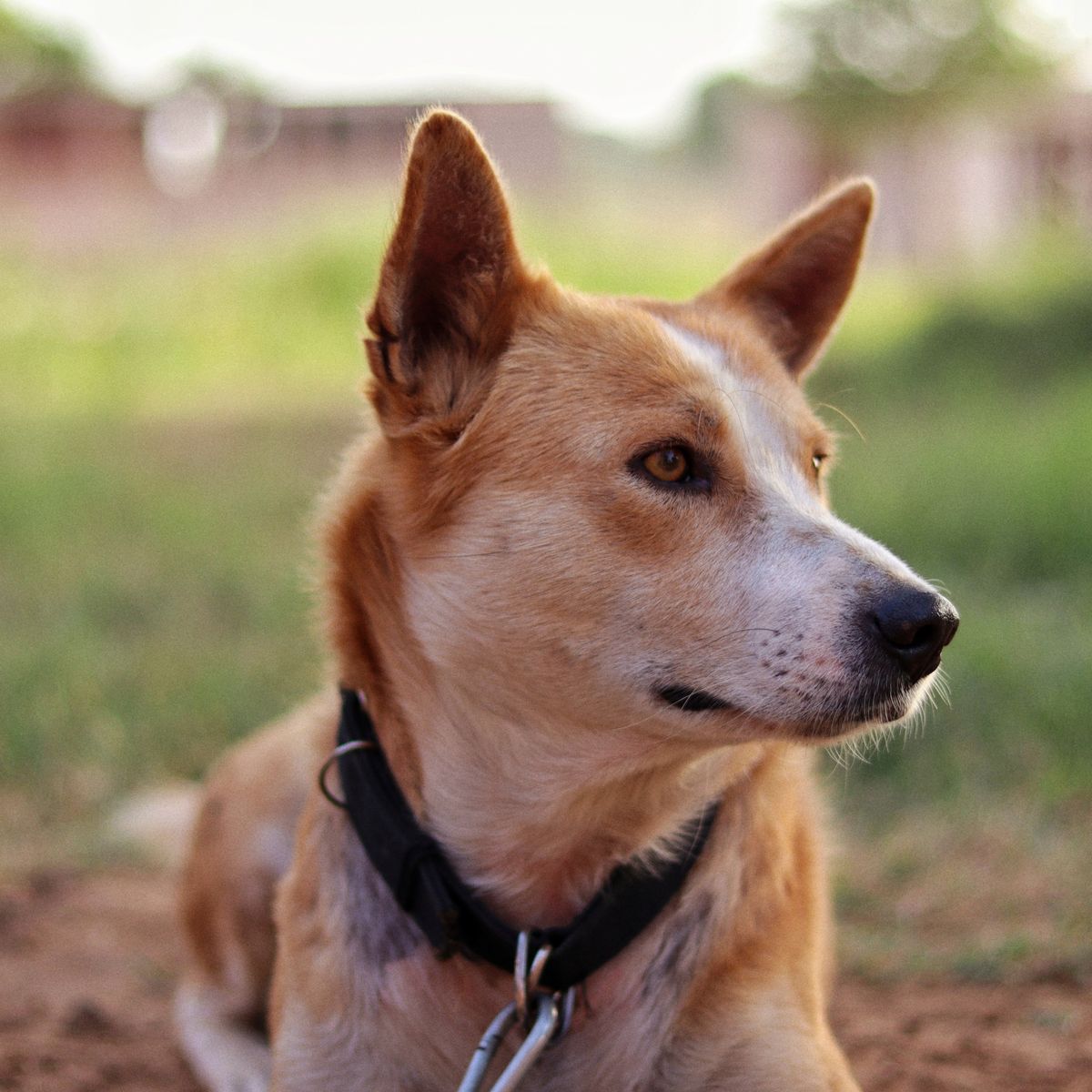 Chien portant un collier dans l'herbe