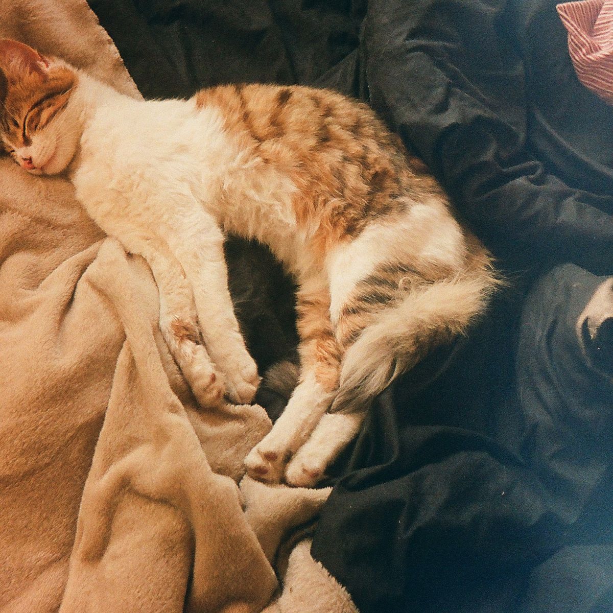 Chat tigré dormant sur une couverture