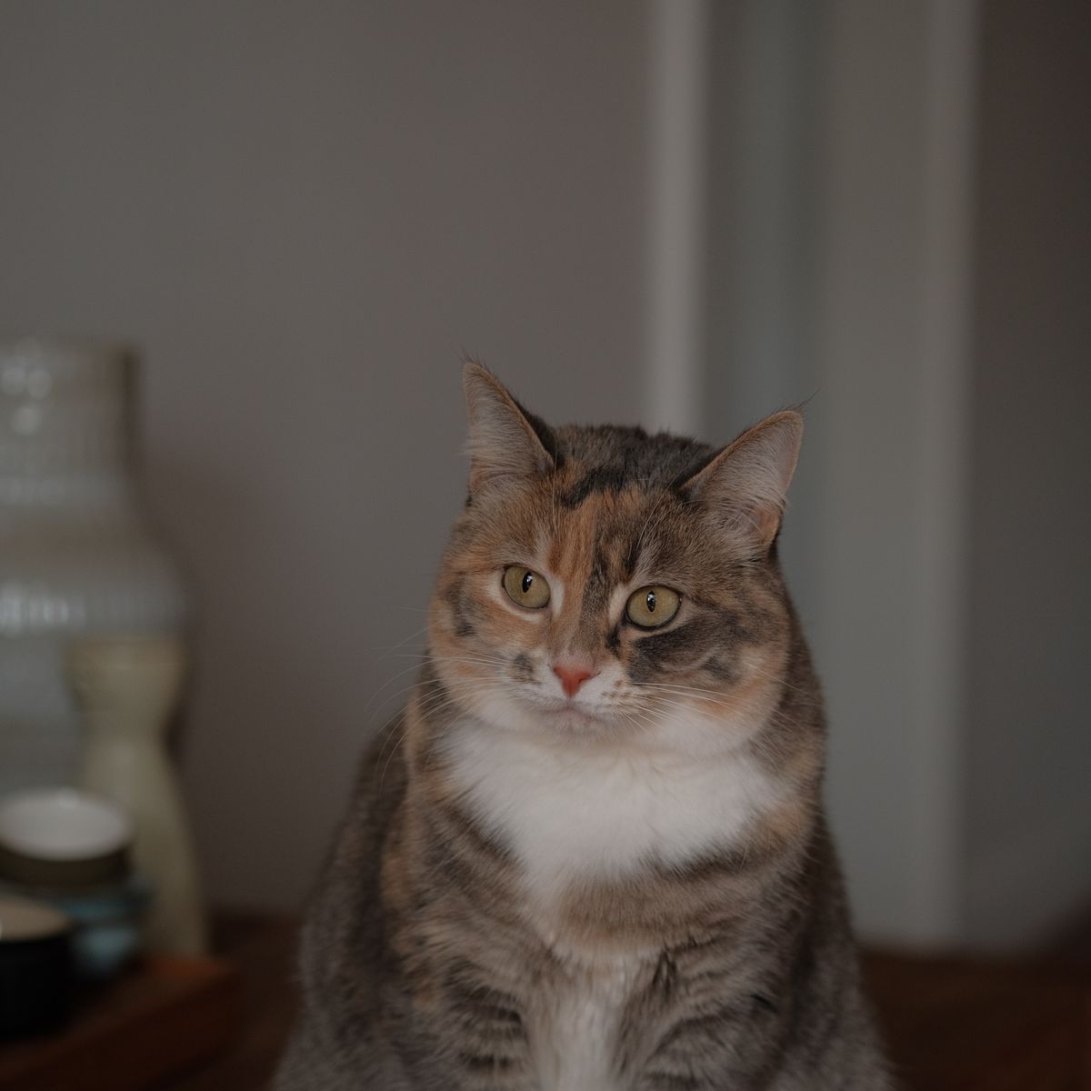 Chat adulte au repos pour illustrer la gestion du poids