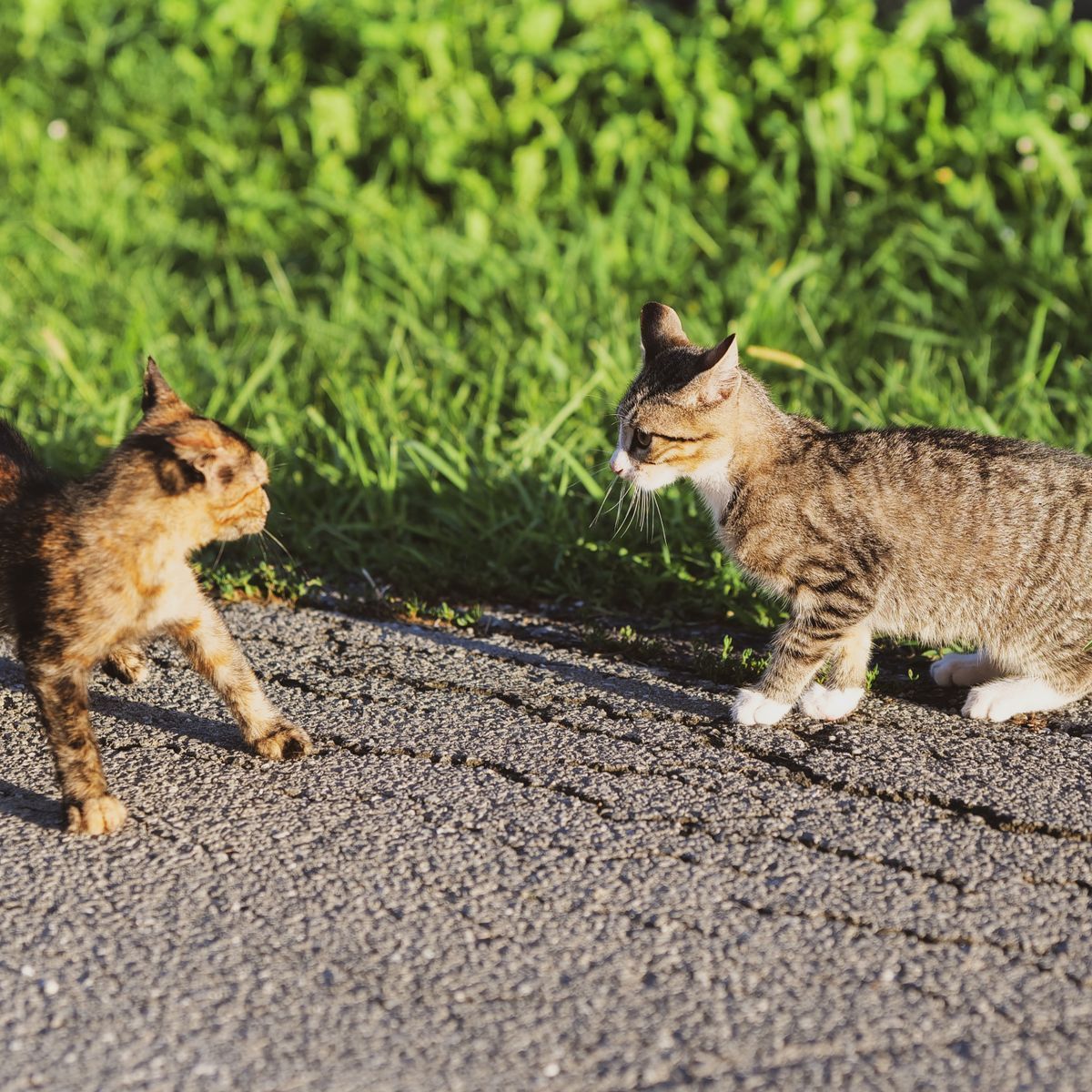 Deux jeunes chats actifs jouant en plein air