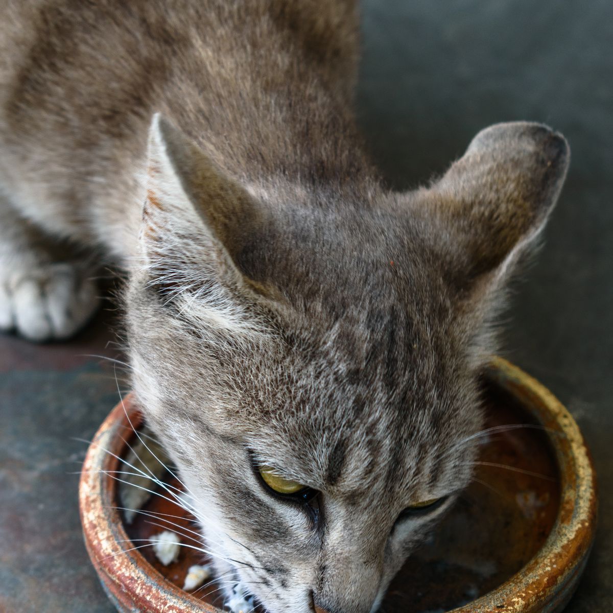 Chat tigré mangeant dans une gamelle en céramique
