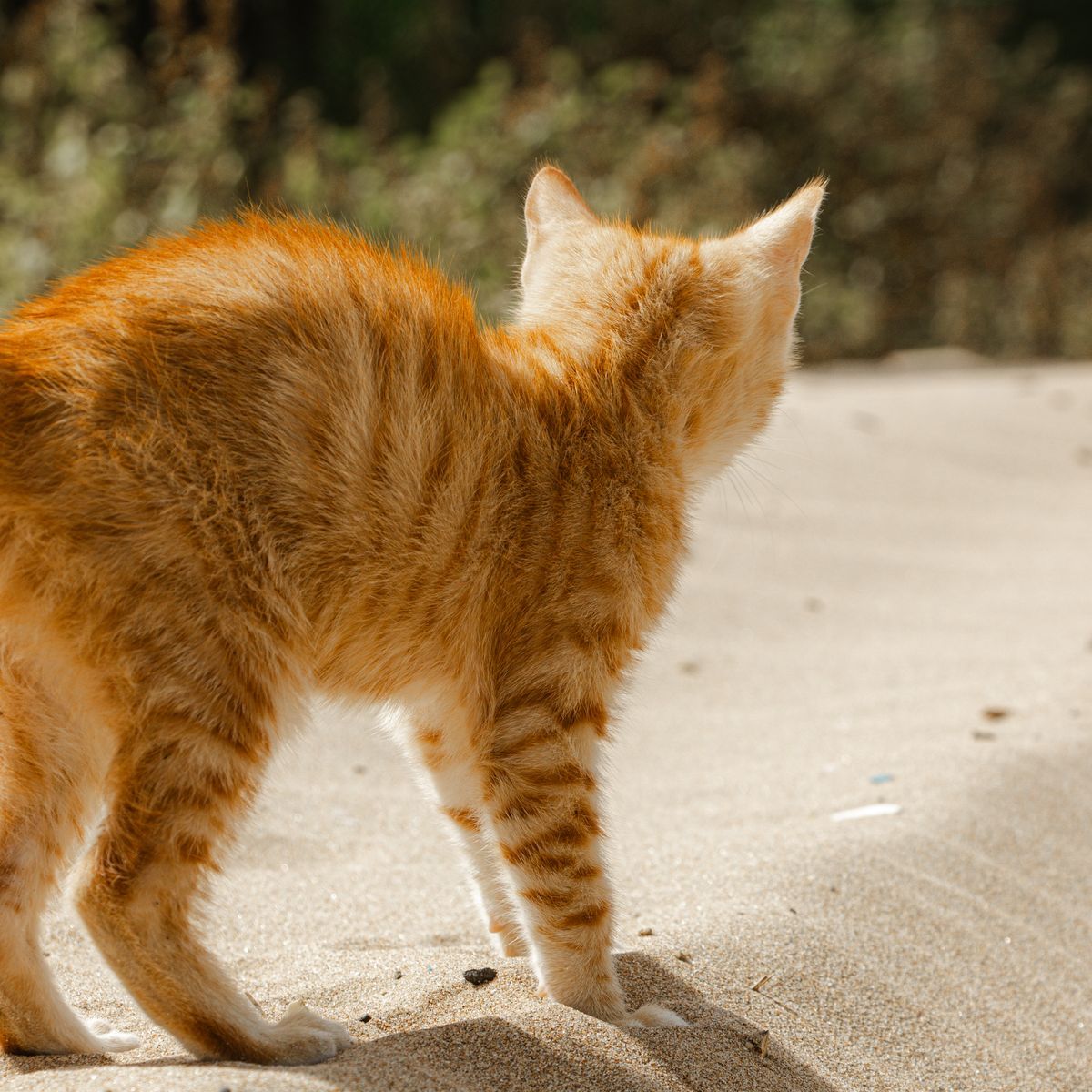 Chat roux marchant sur une surface sablée