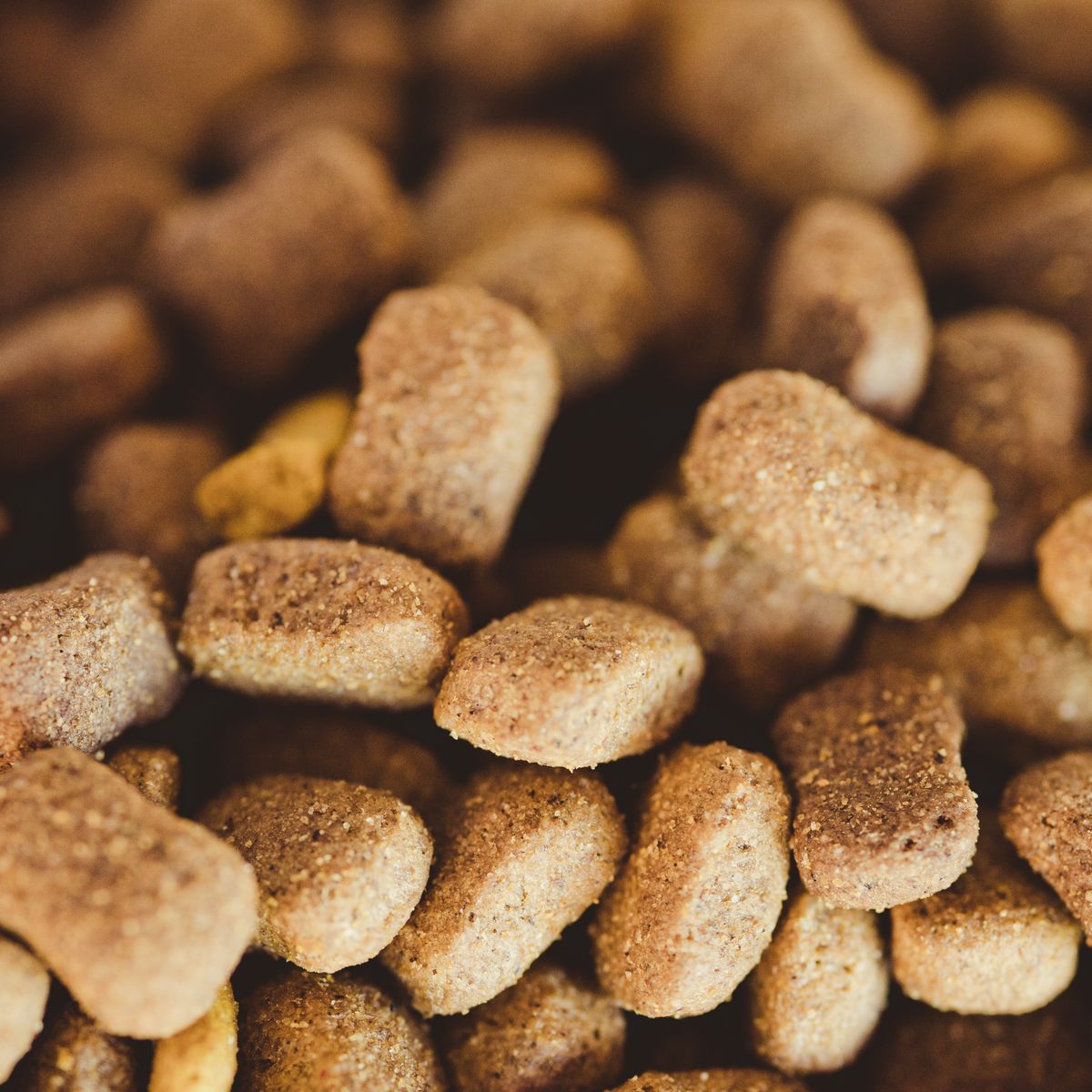Croquettes pour chien en gros plan