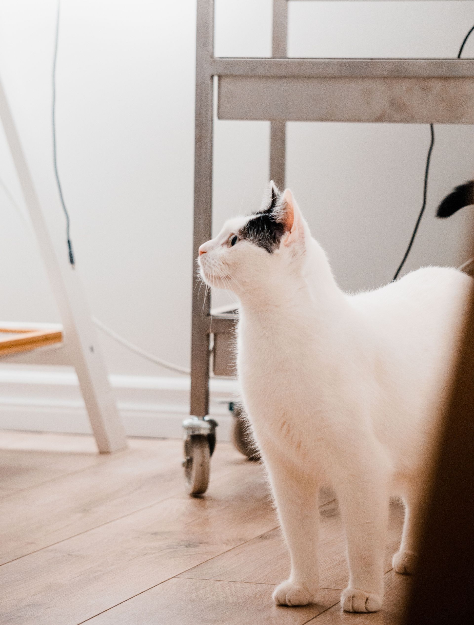 Pourquoi mon chat se frotte-t-il contre les meubles ?