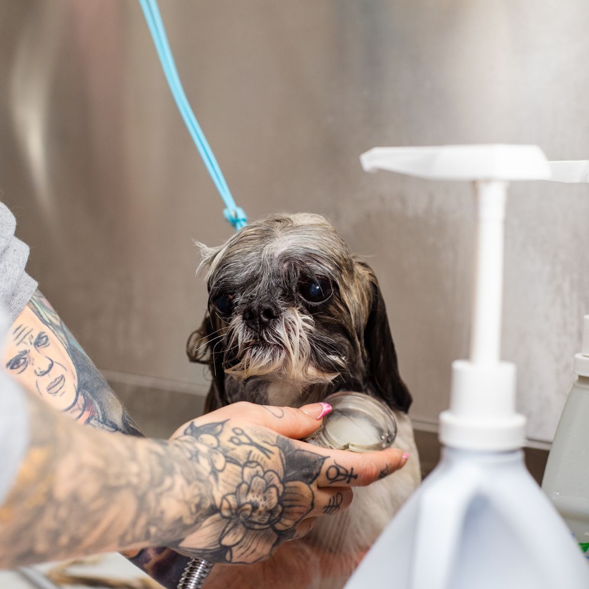 Petit chien lavé pendant un toilettage professionnel