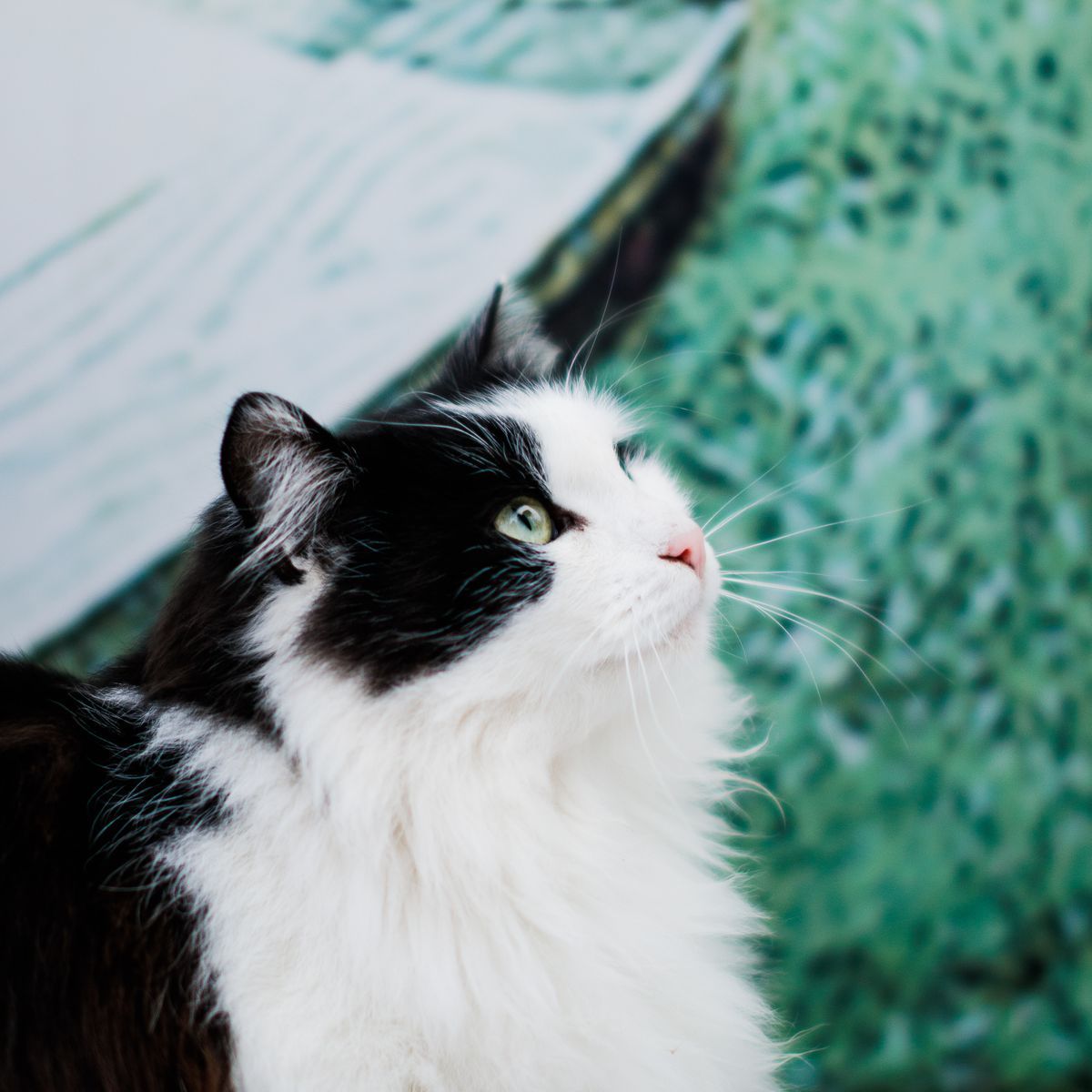 Gros plan sur le pelage soyeux d’un chat à poil long