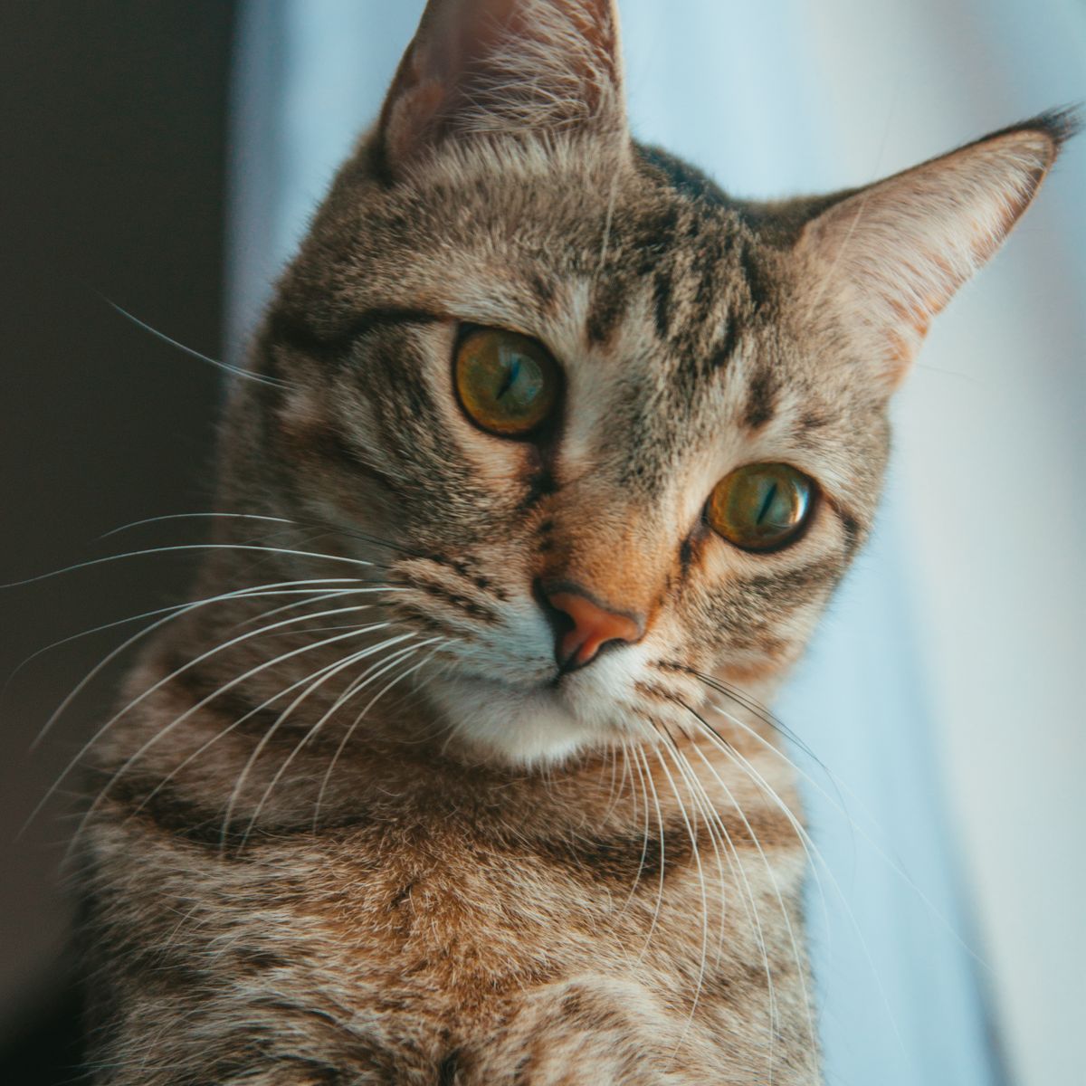 Chat tigré paisible près d’une fenêtre