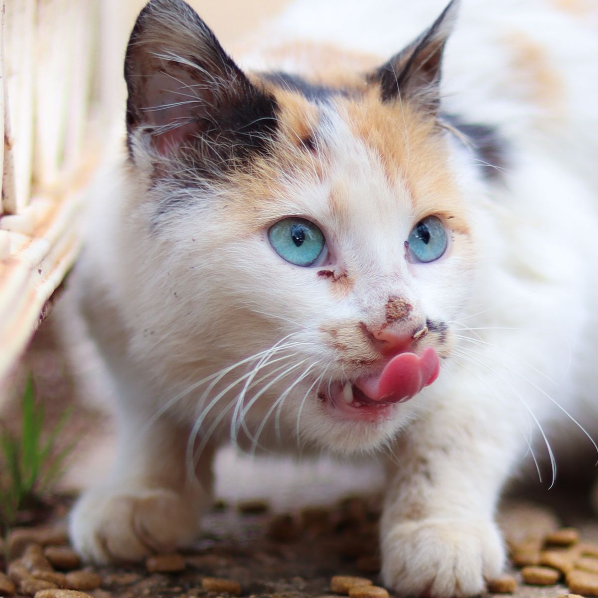 Chat mangeant un repas complet