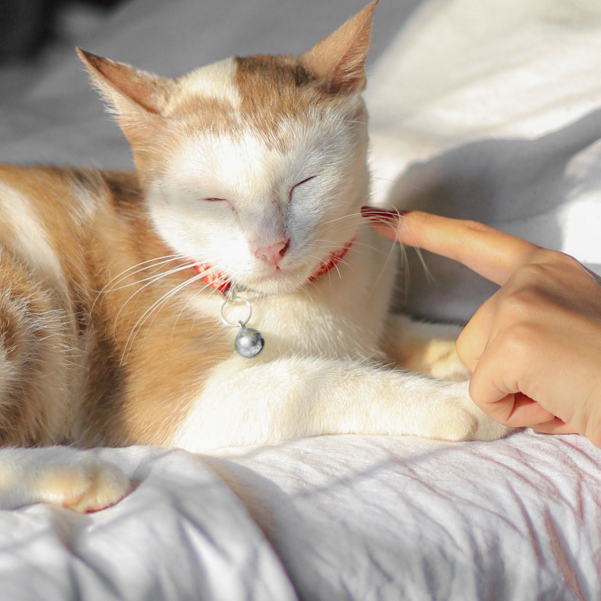 Chat détendu sur un lit lumineux