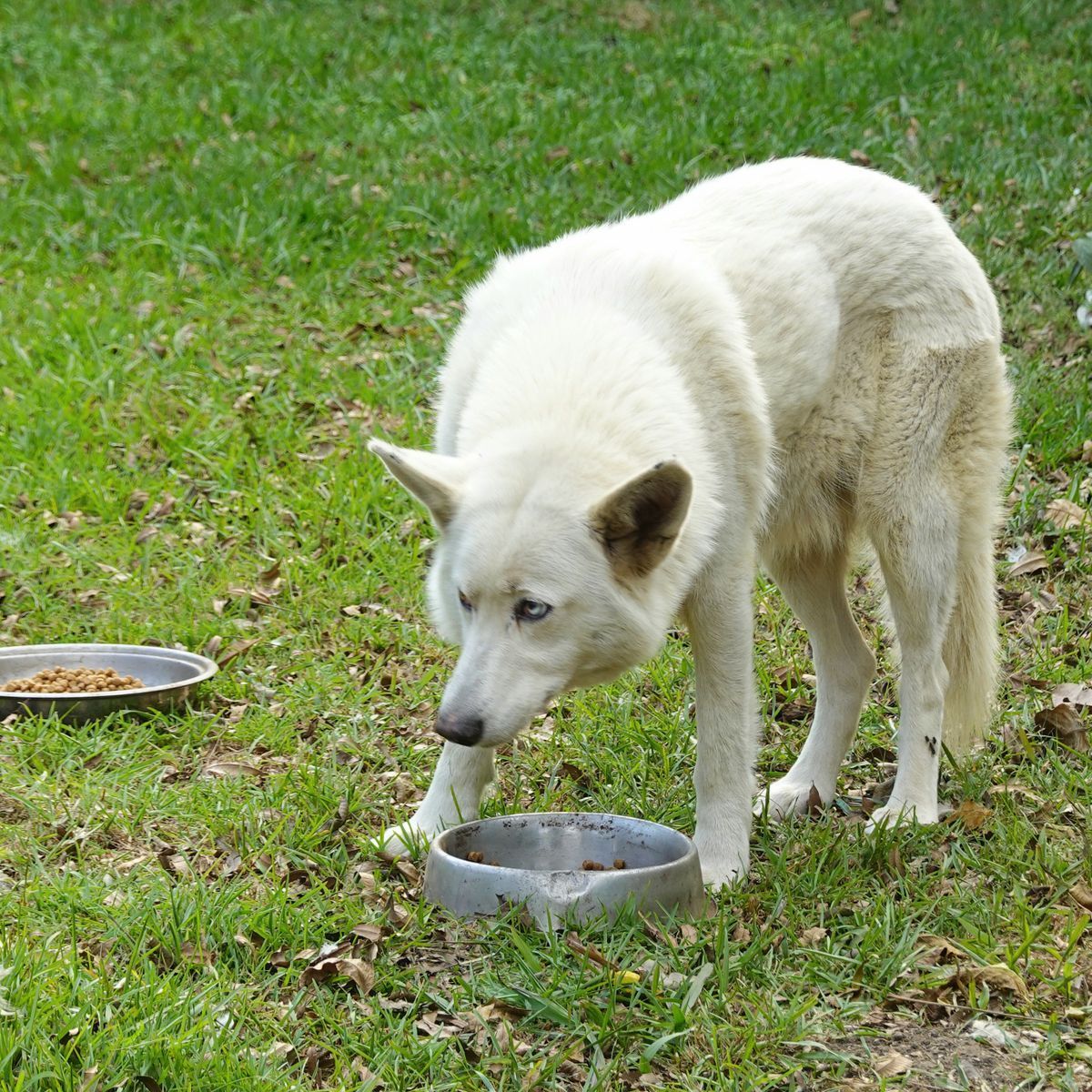Chien mangeant dans une gamelle en plein air