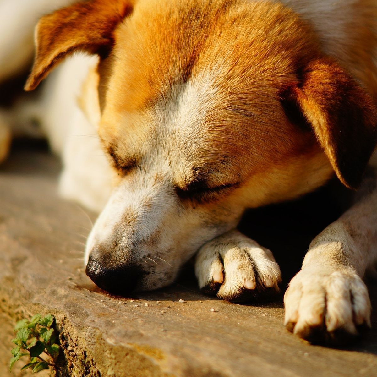 Chien paisible au repos