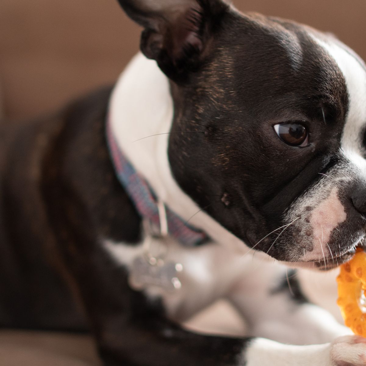 Petit chien mâchant une friandise