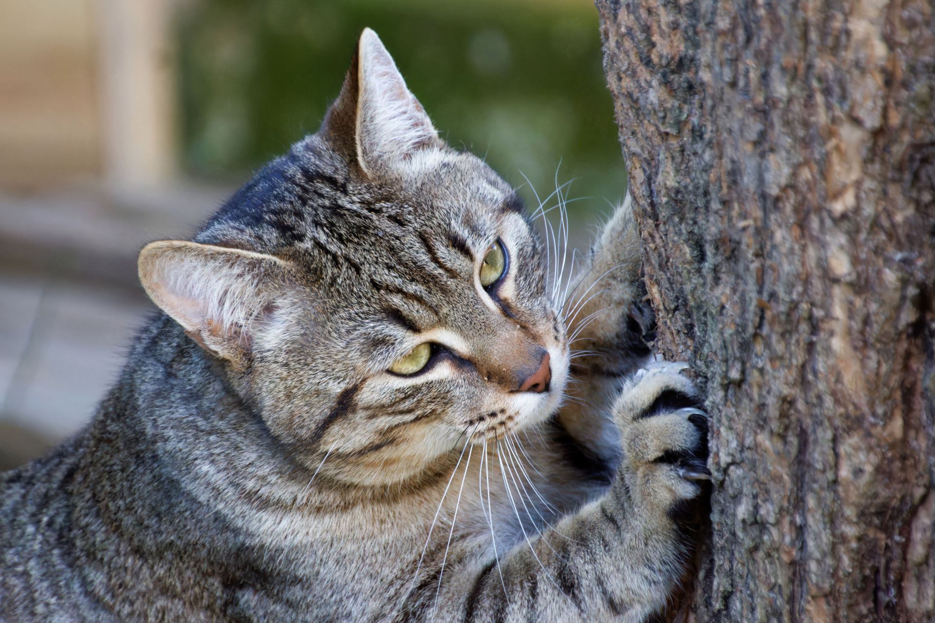 Comment le chat marque-t-il son territoire ?