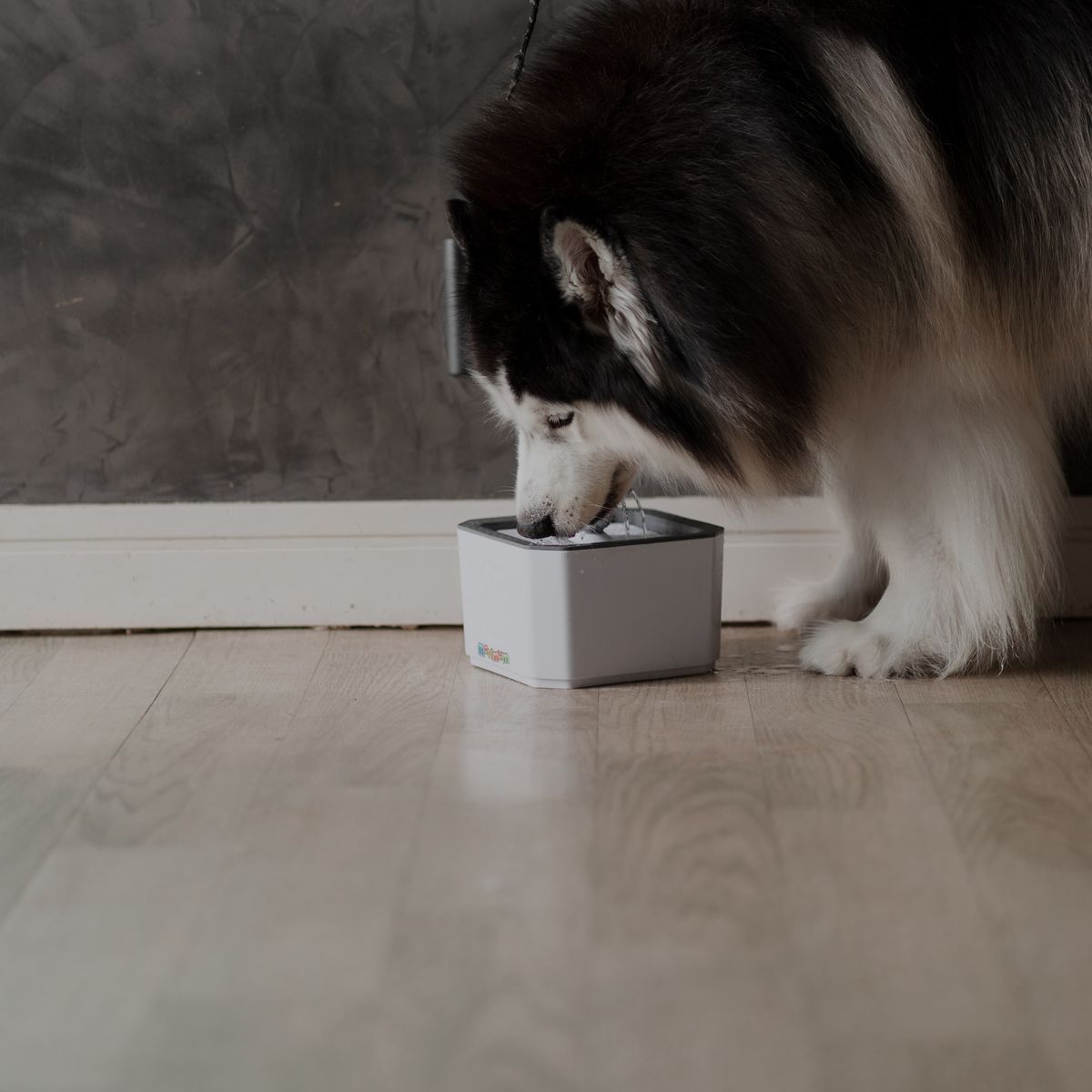 Husky mangeant son repas dans une gamelle