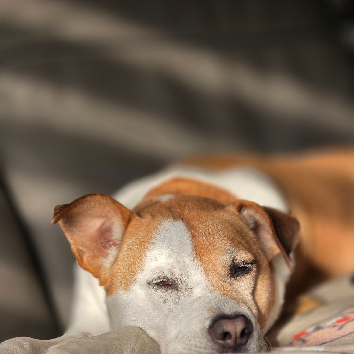 Chien détendu dormant au soleil