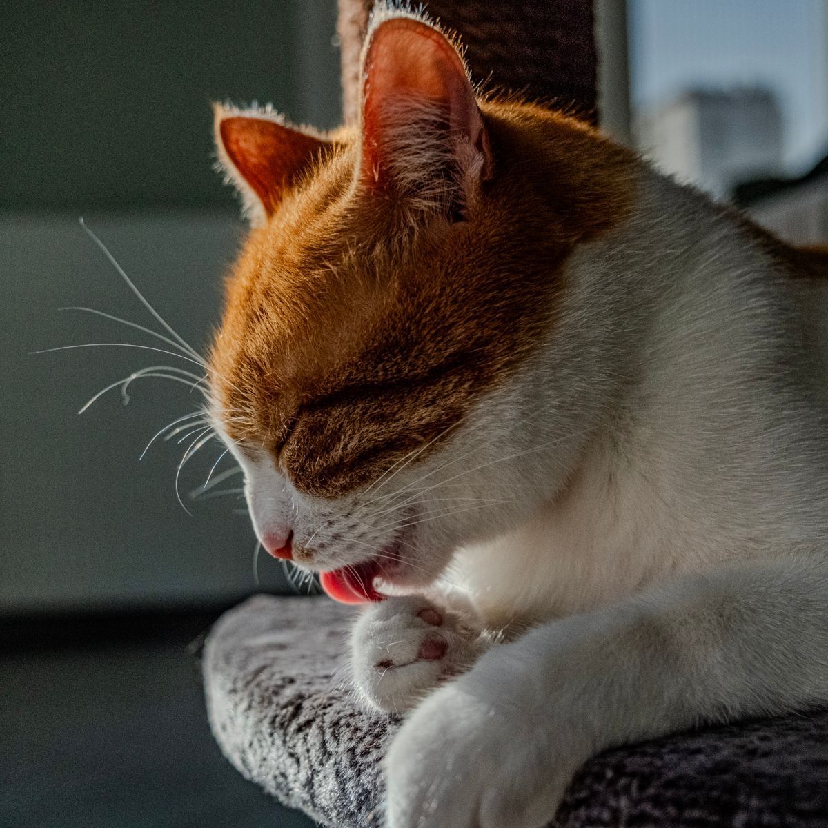 Chat roux faisant sa toilette