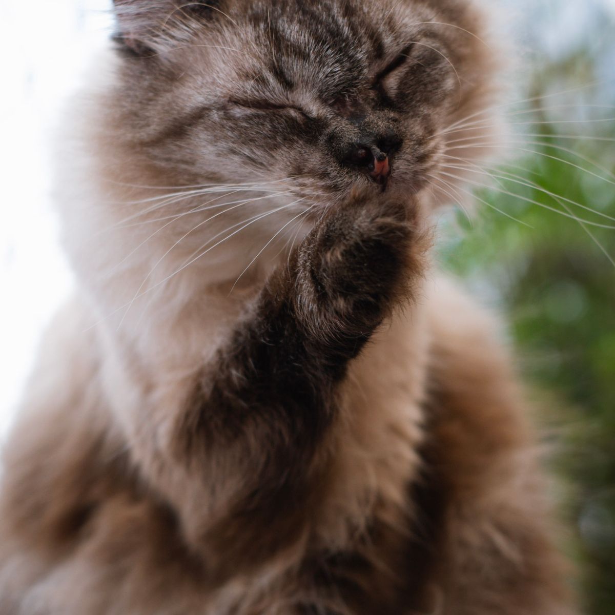 Chat à poil long faisant sa toilette