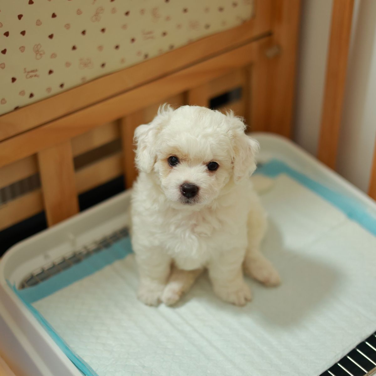 Chiot bichon assis sur un tapis éducateur