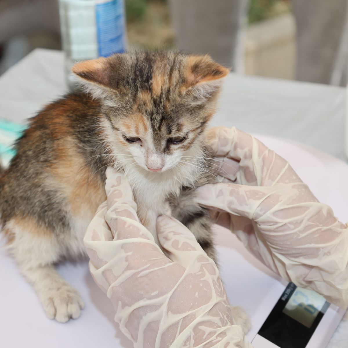 Chaton recevant un contrôle vétérinaire