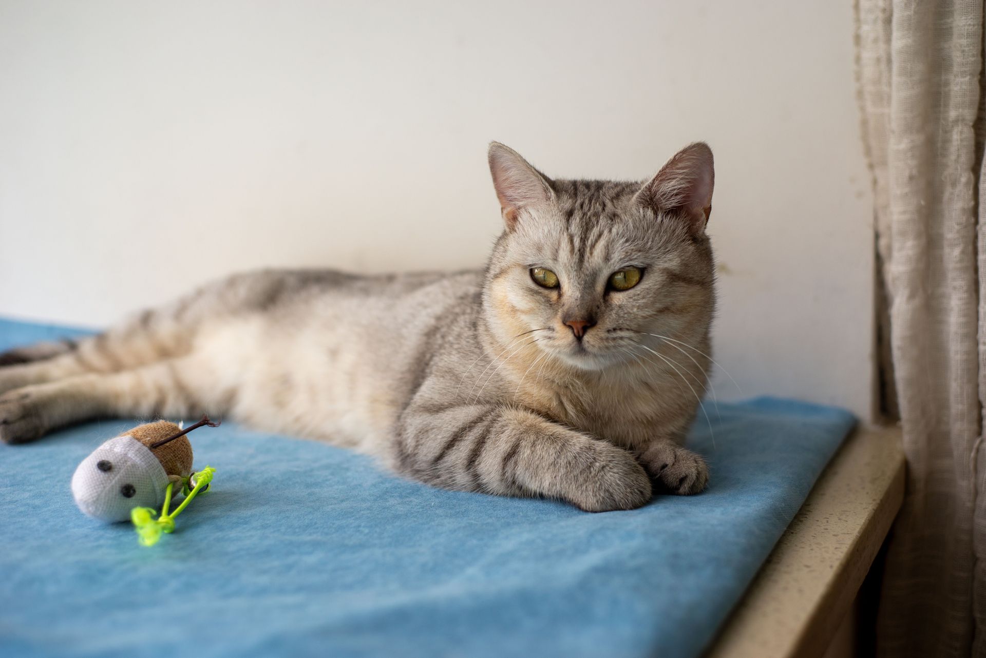 Pourquoi mon chat pétrit-il mes cuisses ?