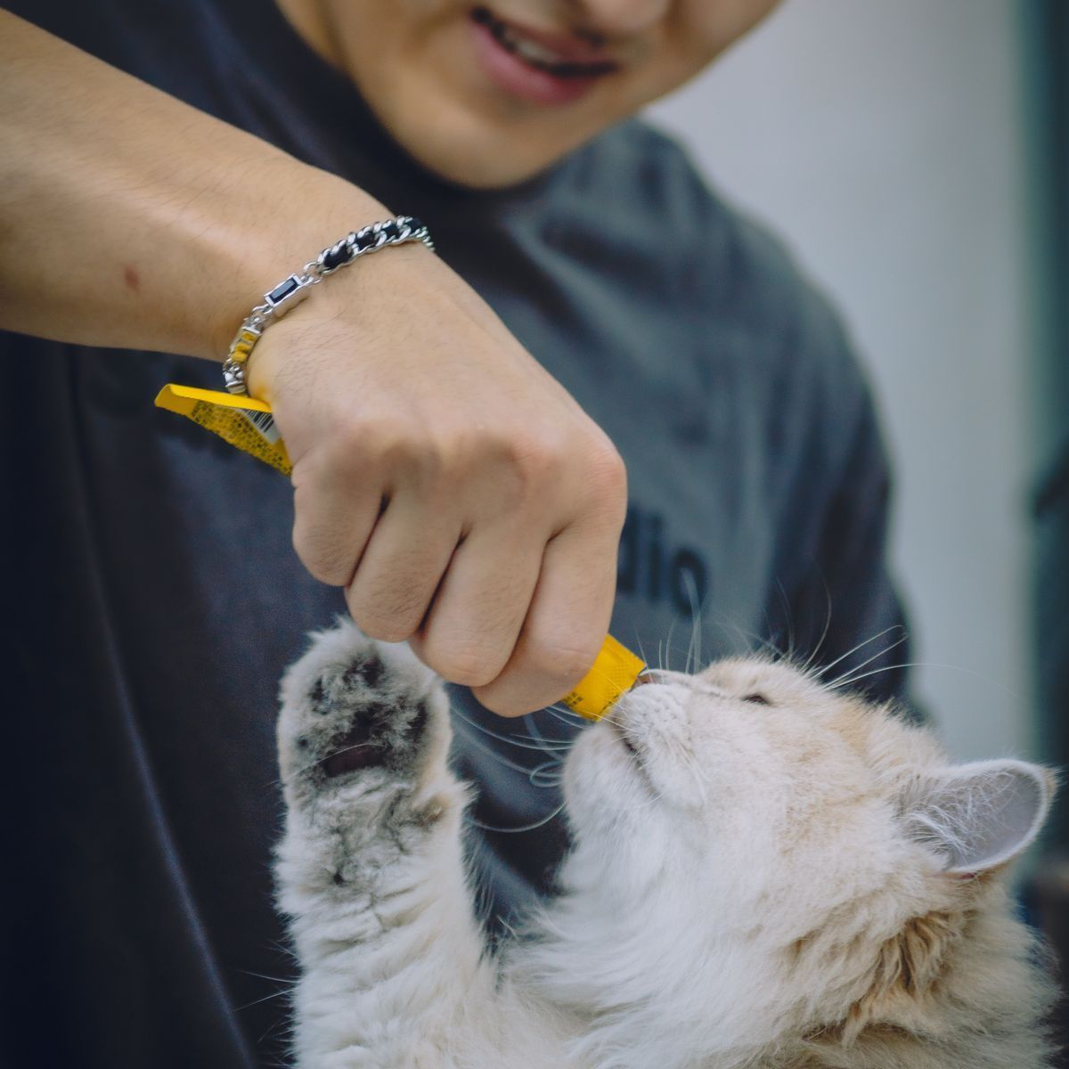 Chat recevant une friandise à la main