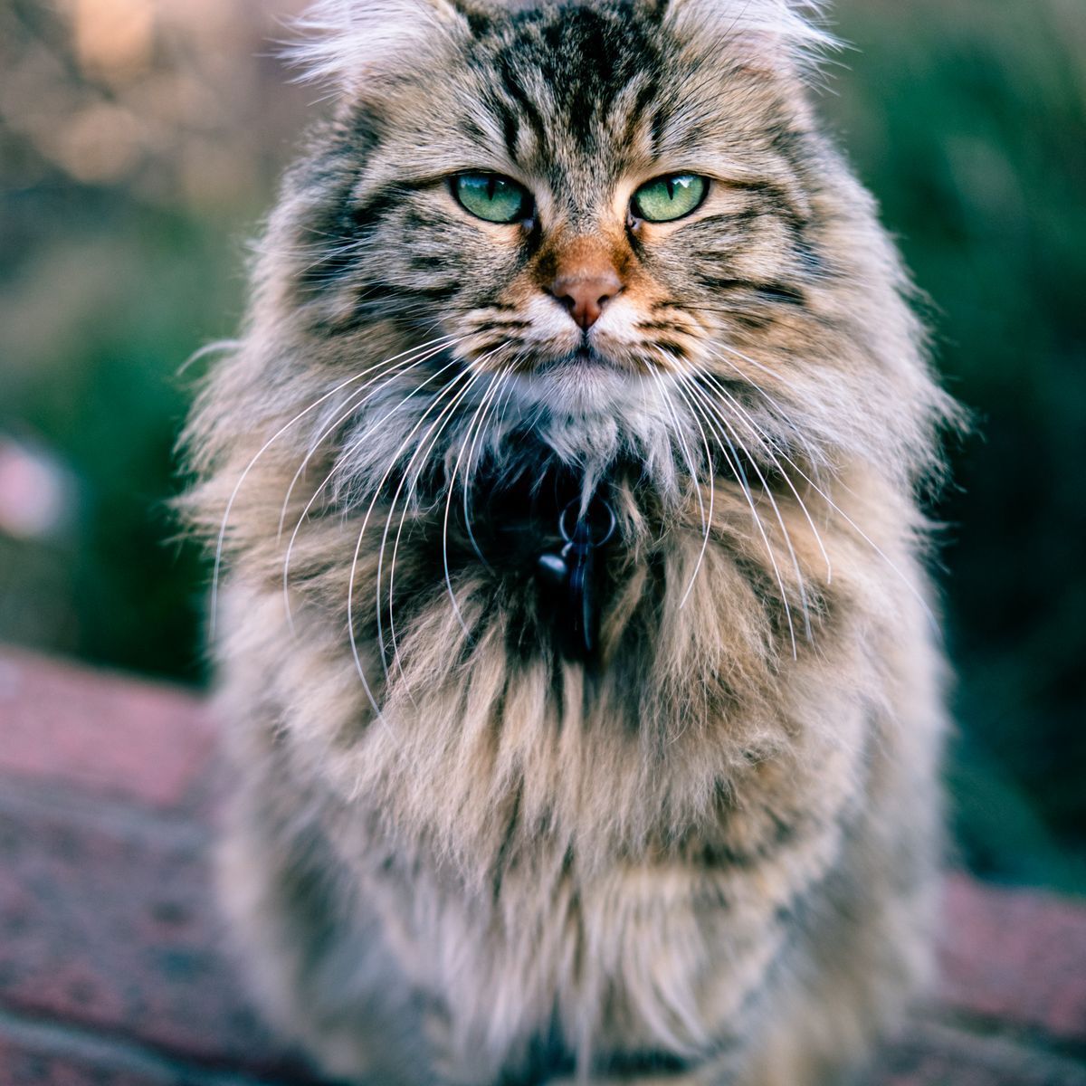Chat à la fourrure longue et brillante