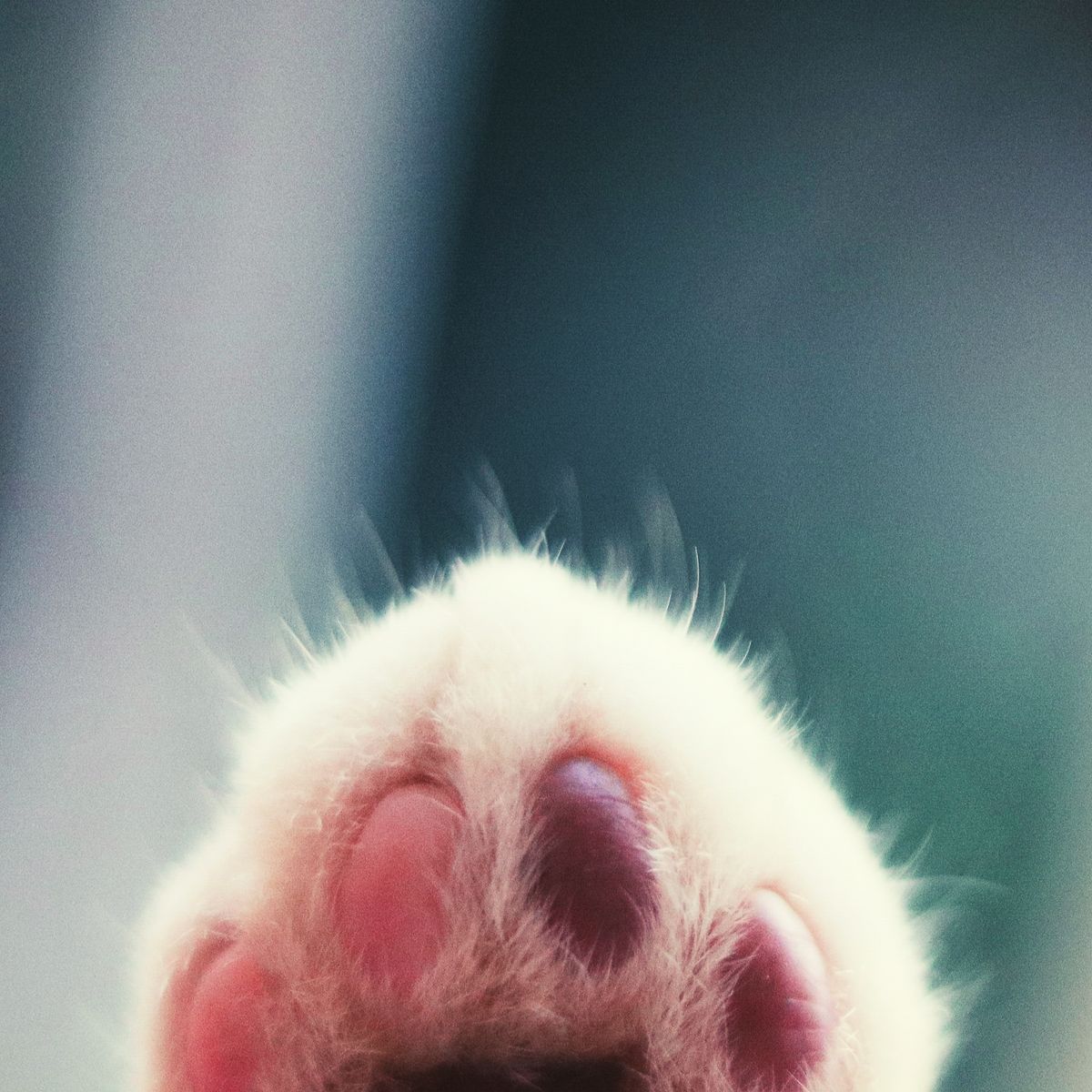 Gros plan sur les coussinets d’une patte de chat