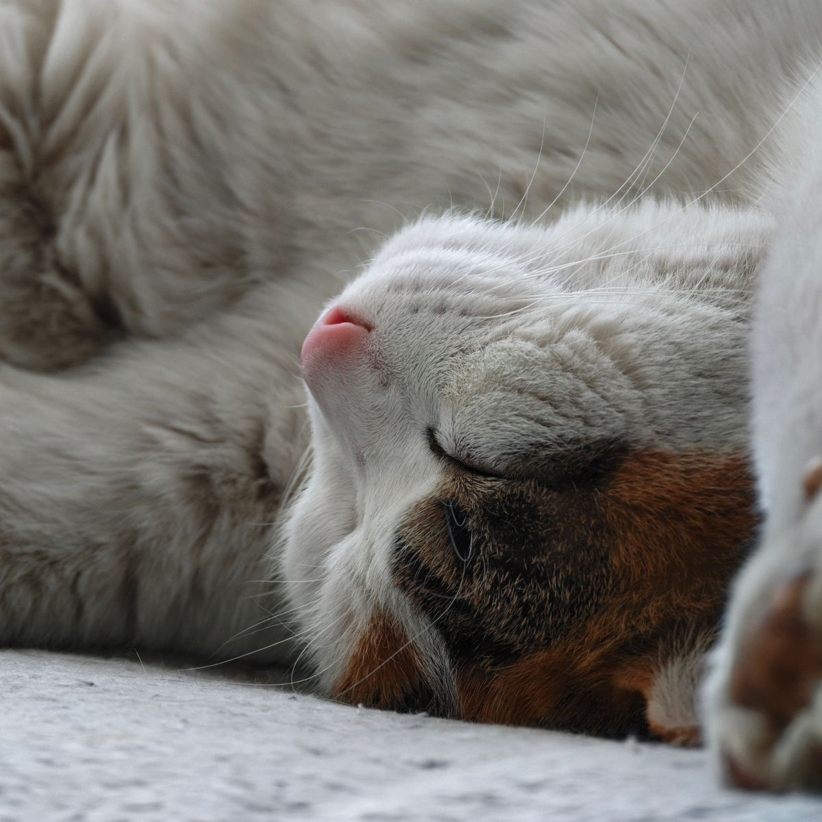 Chat calme dormant paisiblement