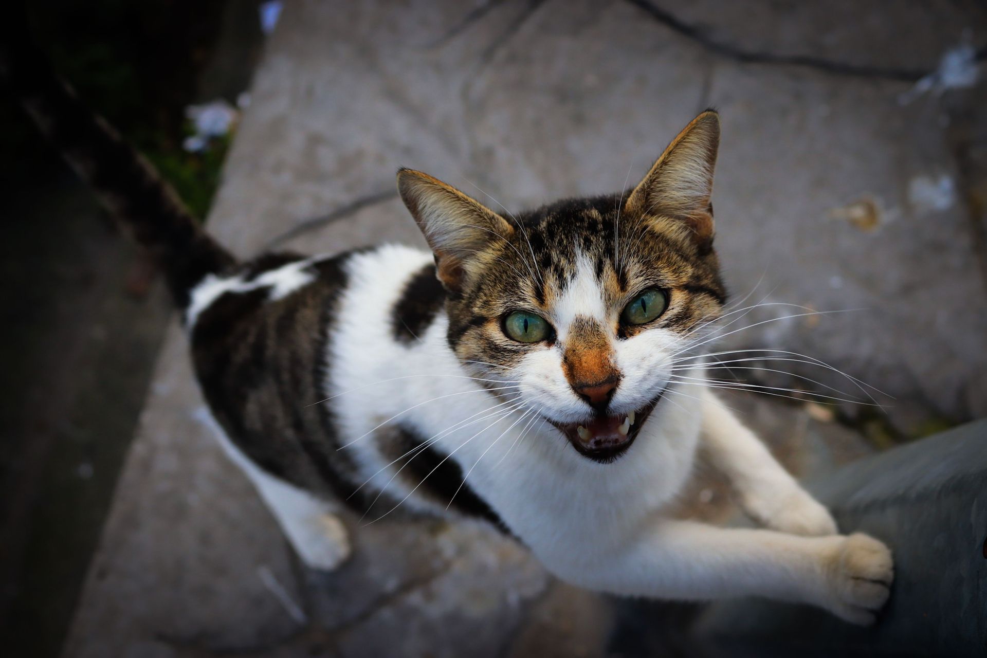 Flehmen du chat : pourquoi garde-t-il la bouche ouverte ?