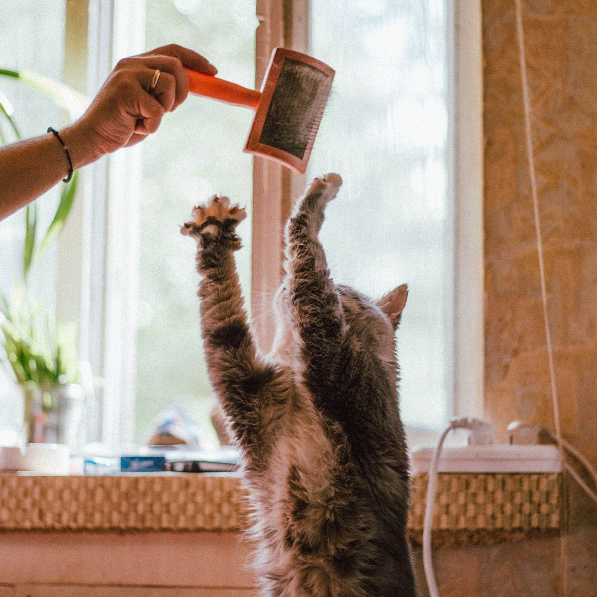 Chat jouant avec une brosse de toilettage