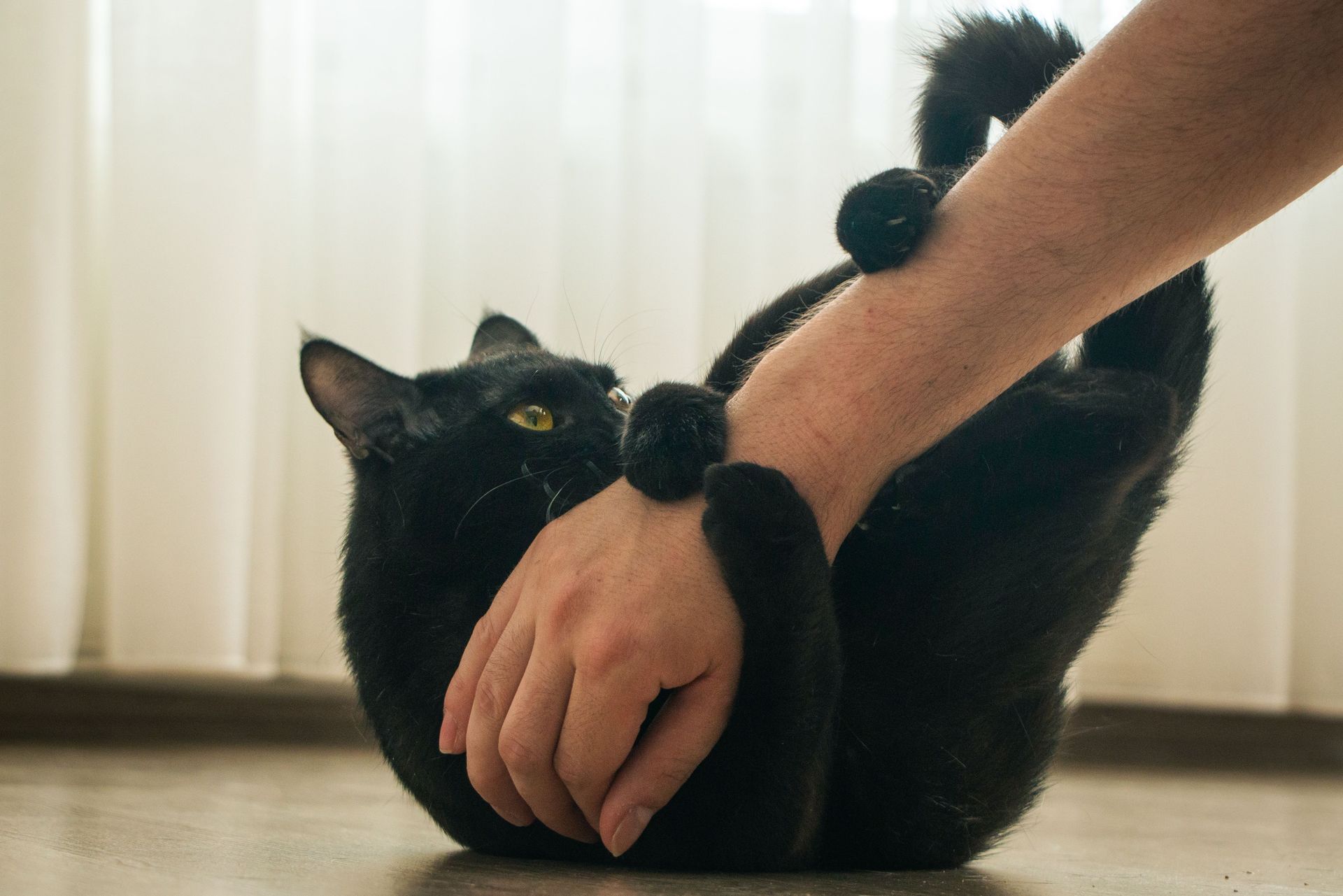 Mon chat me mord sans raison : 8 causes &agrave; v&eacute;rifier