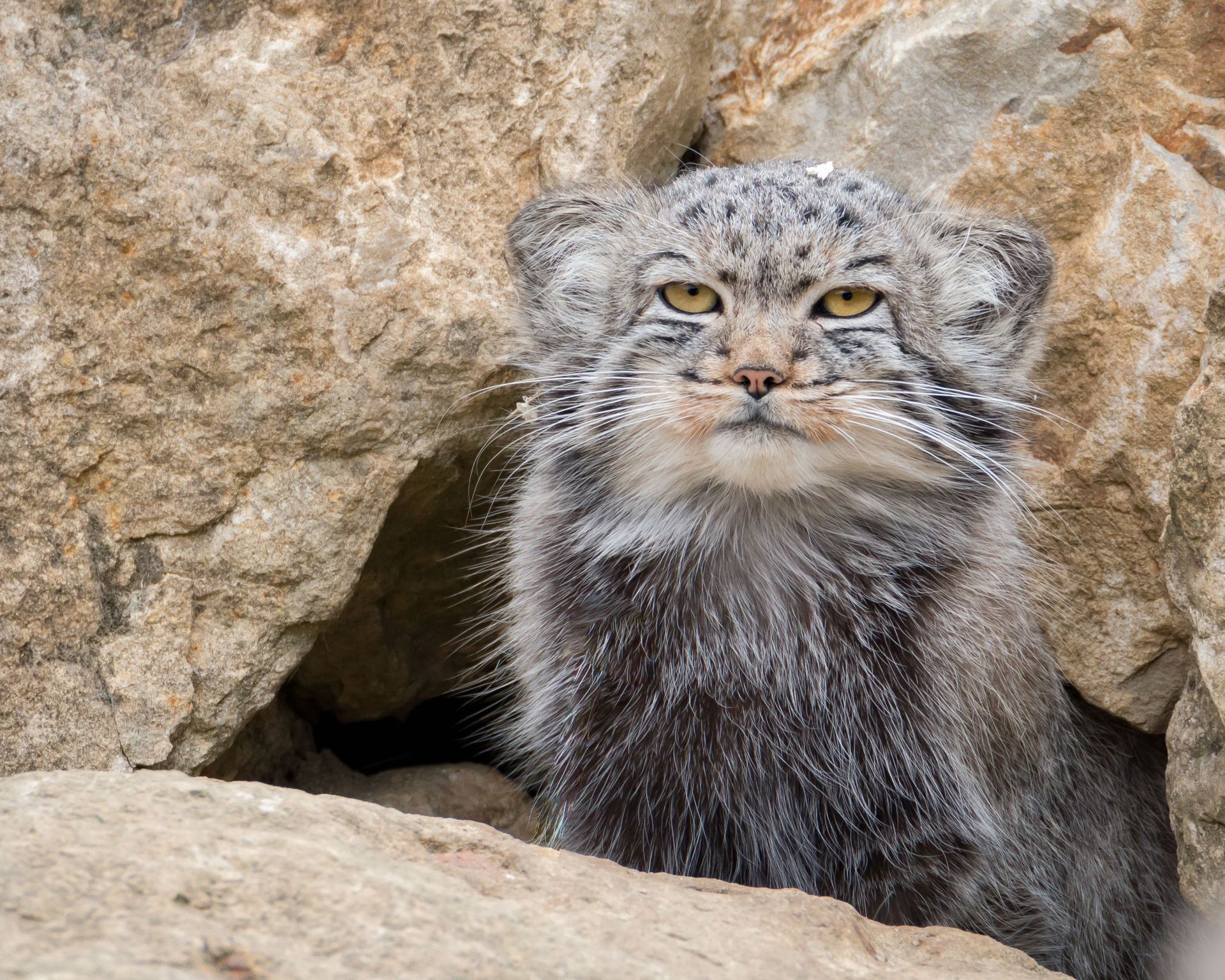 10 chats sauvages m&eacute;connus et leurs adaptations