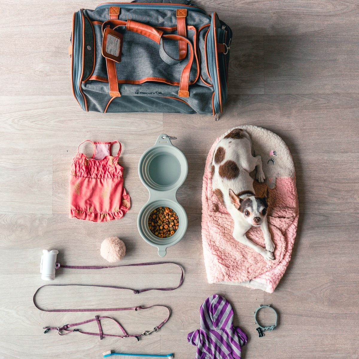 Petit chien entouré de ses accessoires du quotidien