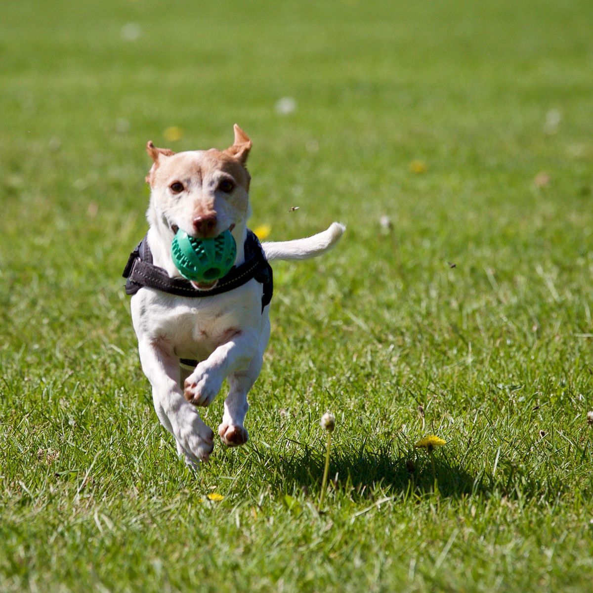 Chien actif courant dans l'herbe