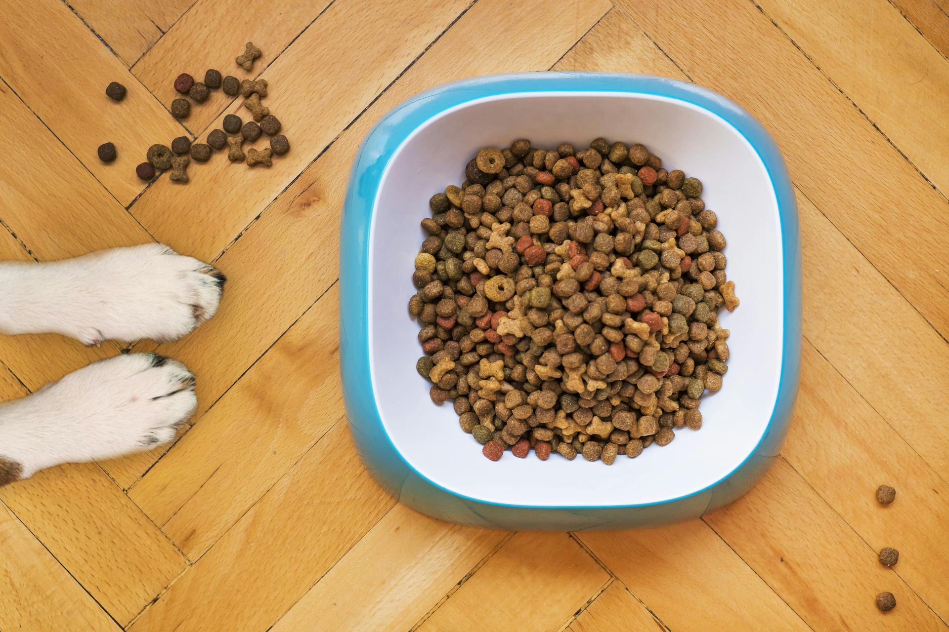 Protéines animales vs végétales : impact sur la santé de votre animal