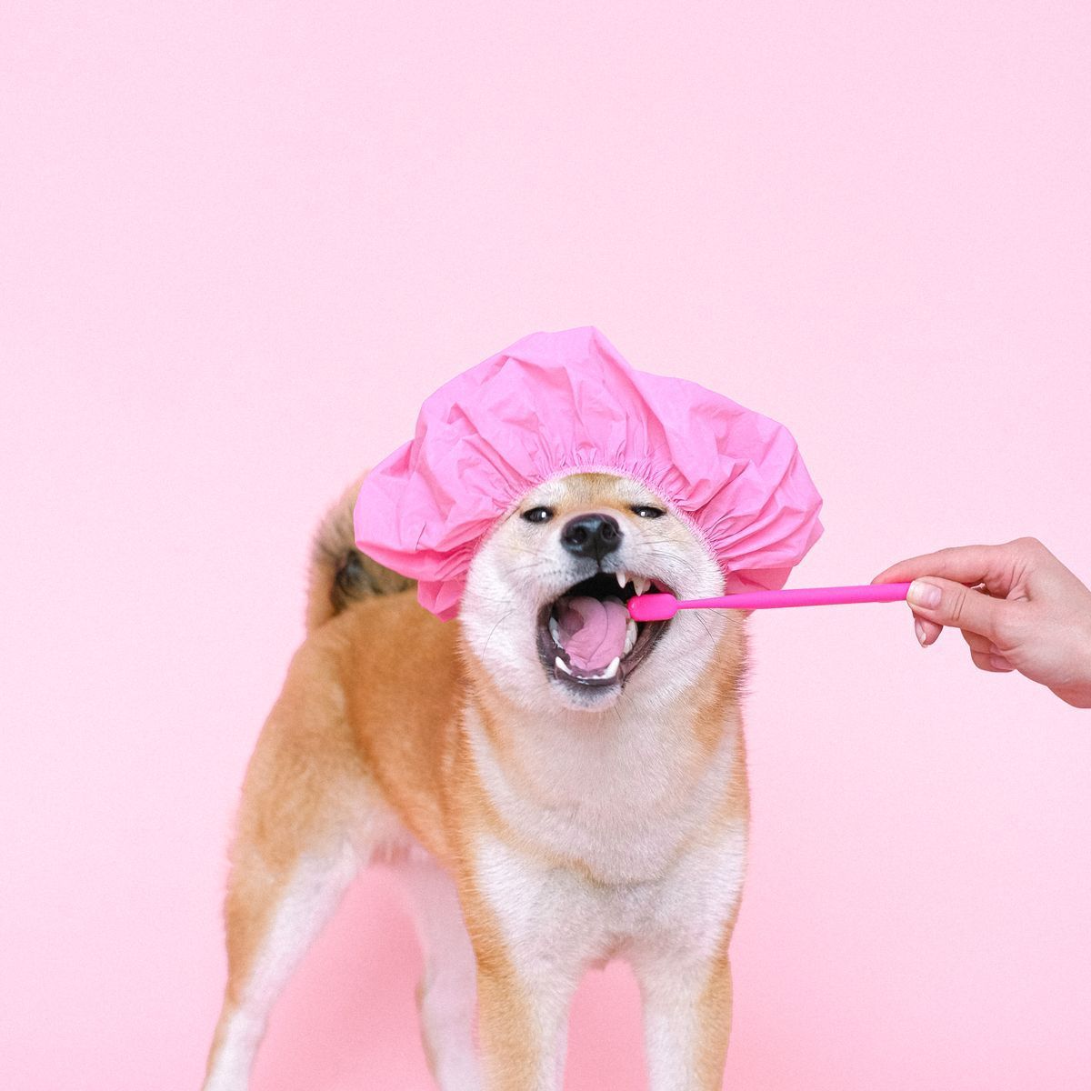 Chien recevant un brossage des dents