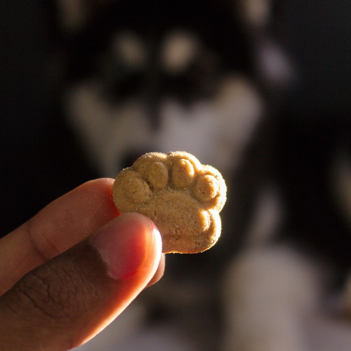 Friandise pour chien tenue devant un chien
