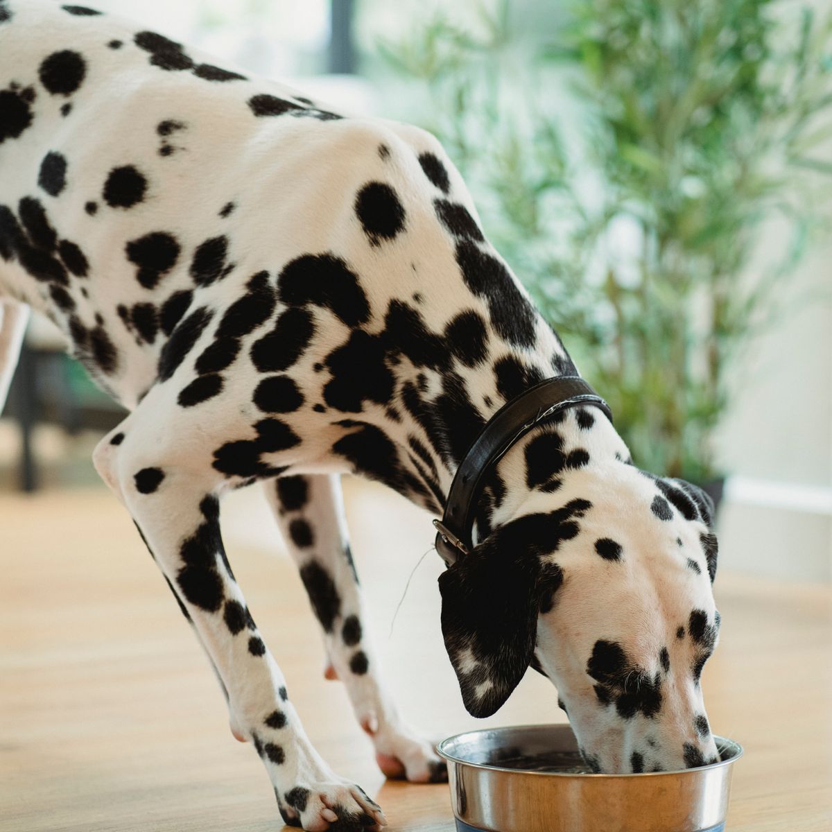 Chien mangeant son repas dans une gamelle