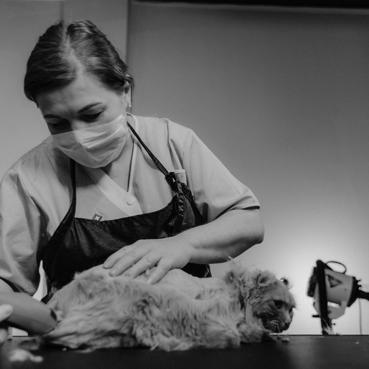 Chat recevant un soin de toilettage professionnel