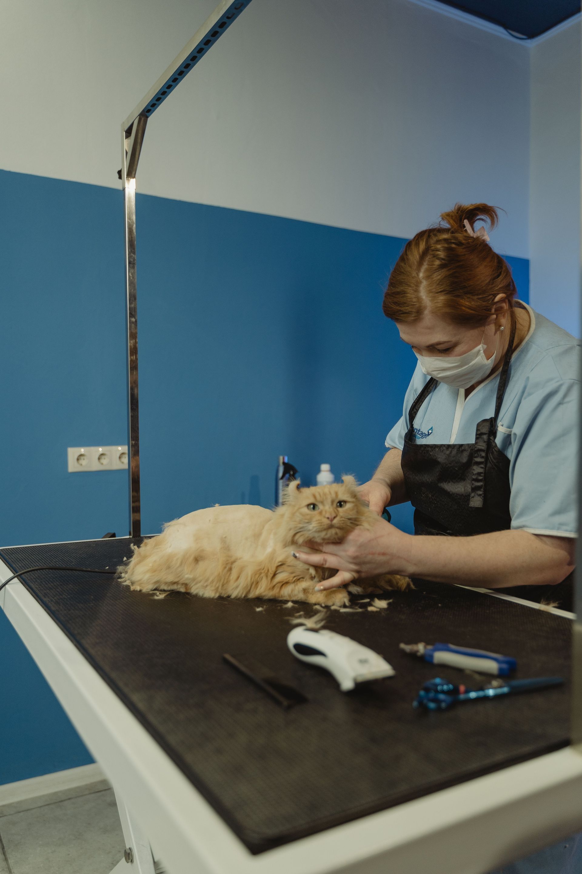 Pourquoi mon chat sent-il mauvais chez le v&eacute;t&eacute;rinaire ?