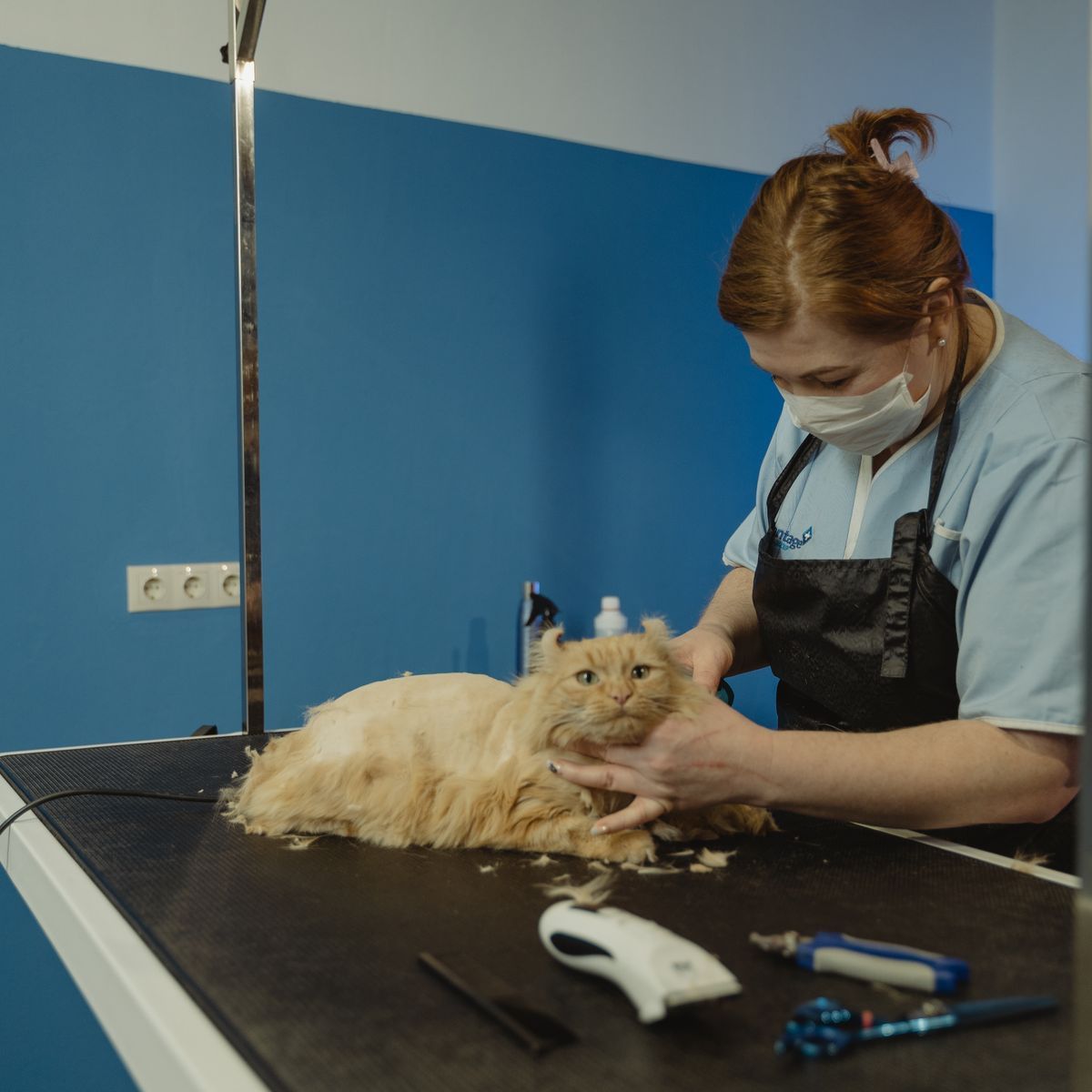 Chat examiné pendant une séance de soins