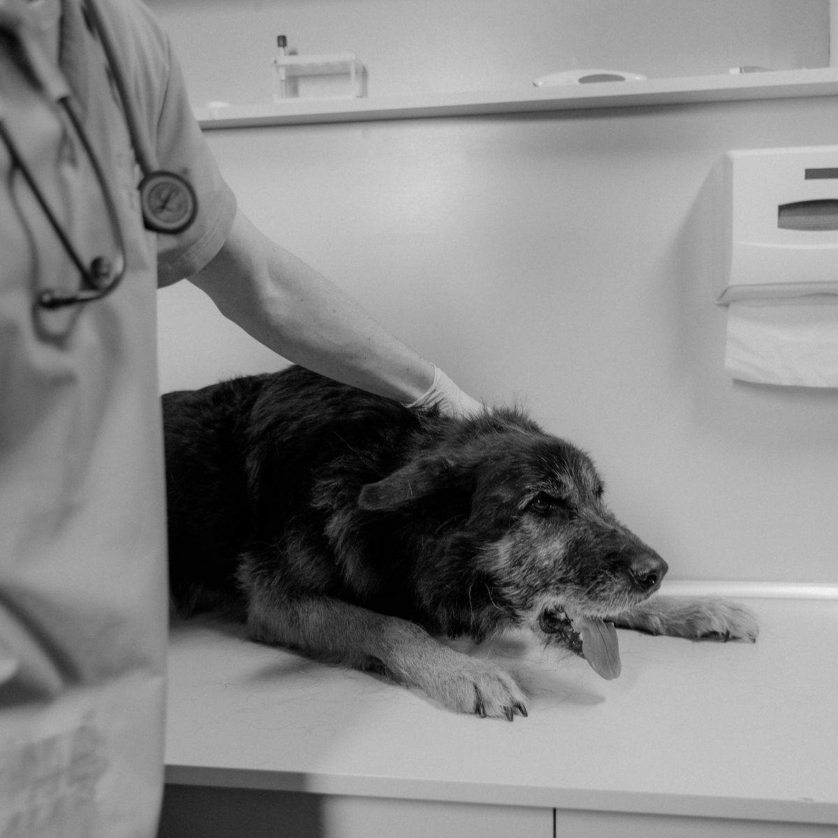 Chien examiné dans une clinique vétérinaire