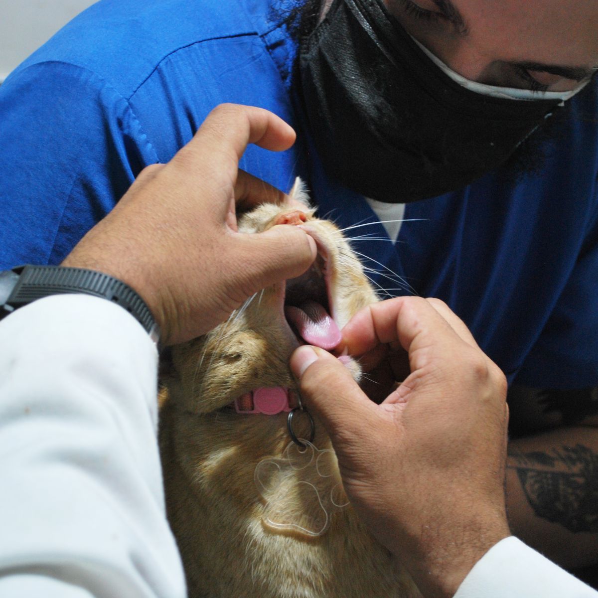 Vétérinaire contrôlant les dents d'un chat