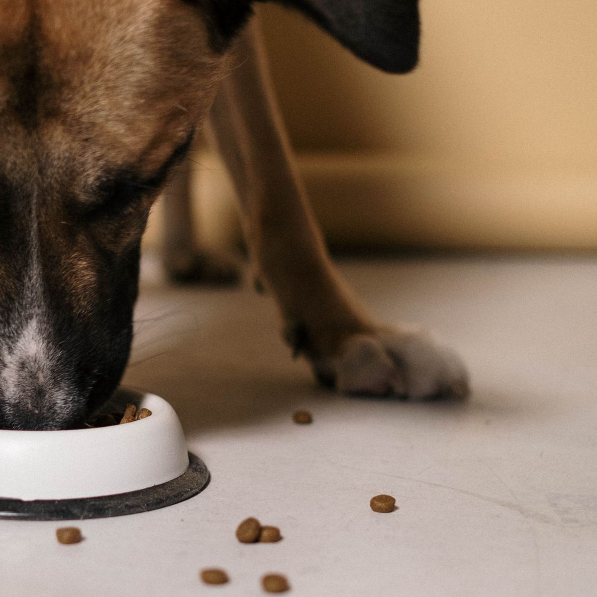 Chien mangeant son repas dans une gamelle