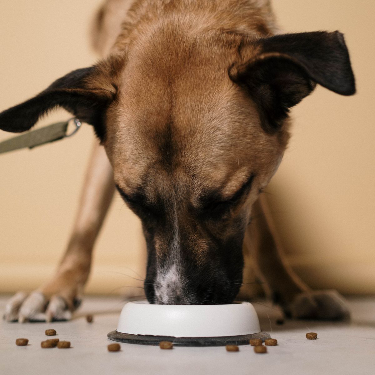 Chien mangeant des croquettes dans une gamelle