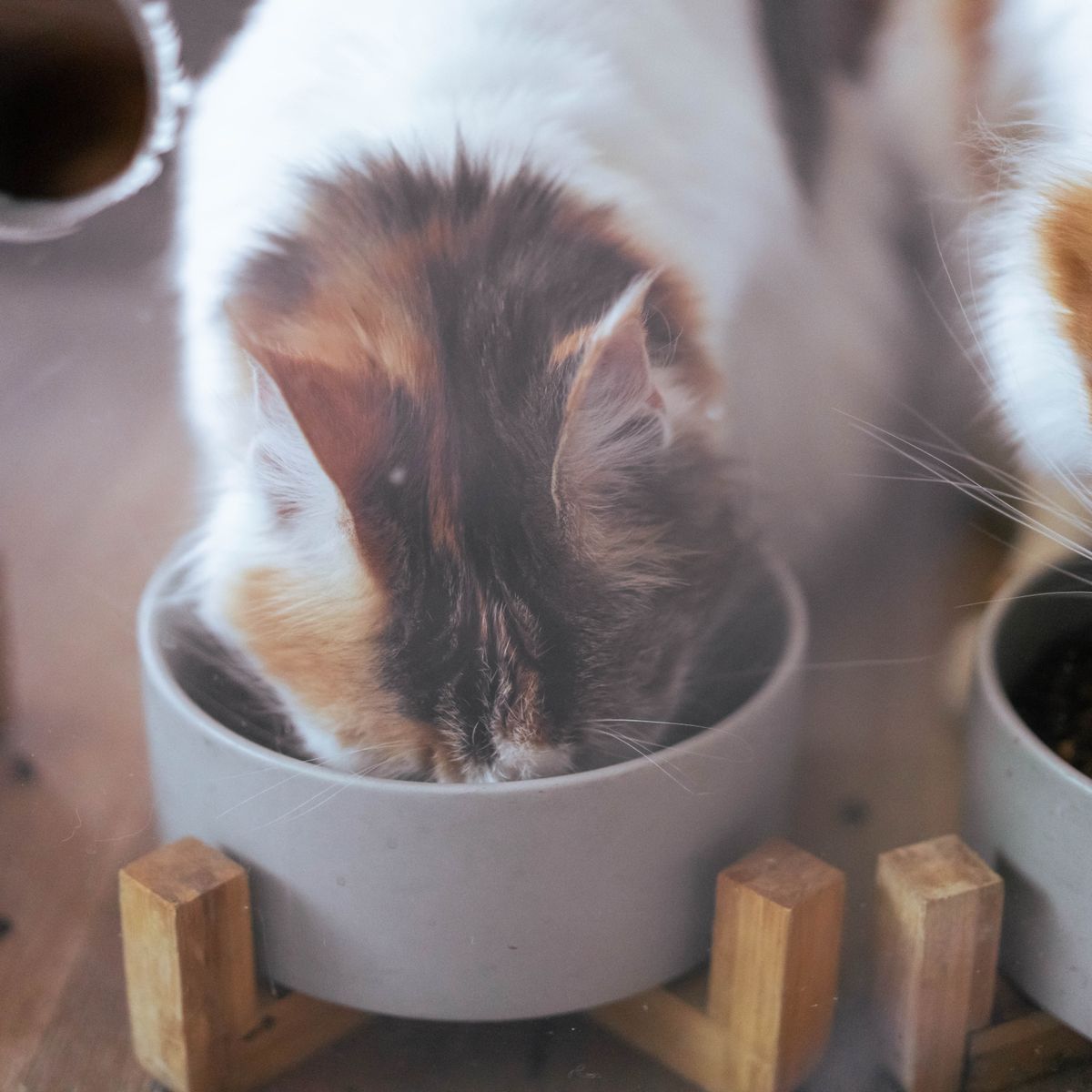 Deux chats mangeant dans des gamelles individuelles