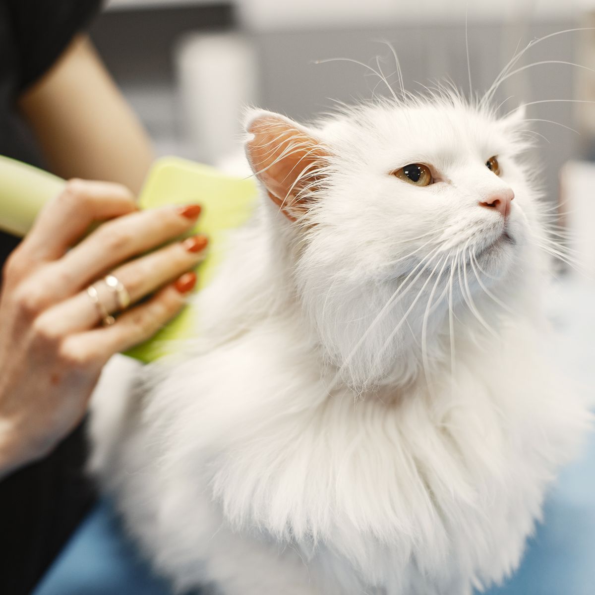 Chat blanc brossé pendant un soin d’hygiène