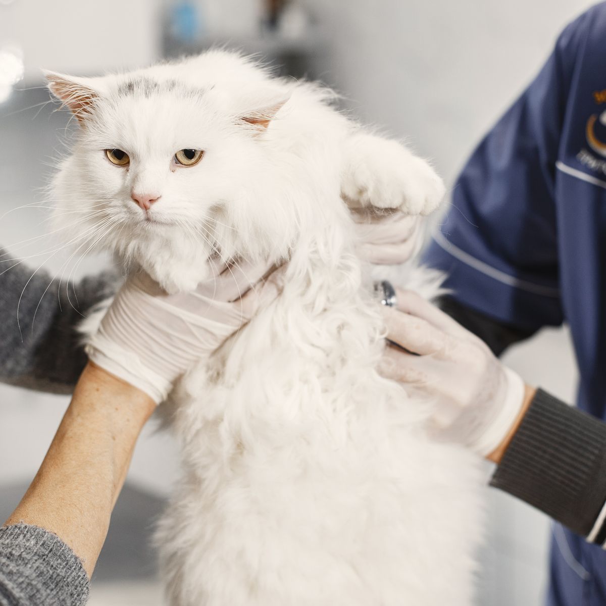 Chat blanc examiné par une vétérinaire
